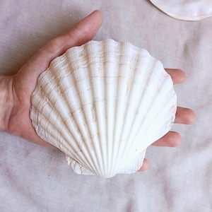 Op de afbeelding: Een grote, gebroken witte sint-jakobsschelp met opvallende radiale ribbels en een waaiervormig silhouet. In de buurt bevindt zich een kleiner, glad, wit schelpfragment met de zwarte cursieve tekst Veamar duidelijk op het oppervlak.