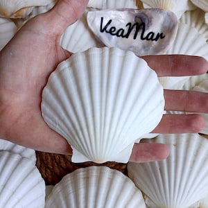 May include: A bright white, fan-shaped scallop shell with prominent vertical ridges. A smaller, smooth, iridescent shell positioned above it features the black text VeaMar printed in a cursive script. The shells are surrounded by other white shells.