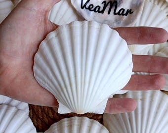 May include: A bright white, fan-shaped scallop shell with prominent vertical ridges. A smaller, smooth, iridescent shell positioned above it features the black text VeaMar printed in a cursive script. The shells are surrounded by other white shells.