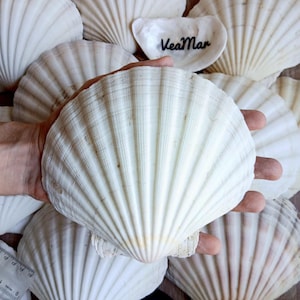 May include: A collection of off-white scallop shells with prominent radial ridges. One smaller shell features the black text VeaMar. A portion of a ruler is visible in the bottom left corner, showing measurements in centimetres for scale.
