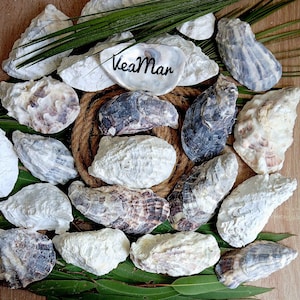 Gusci di ostriche sfusi, articoli per il fai da te puliti, segnaposto per matrimoni, portacandele, creazione di gioielli, decorazioni costiere, arte in resina, conchiglie