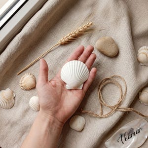 Può includere: Una conchiglia di capasanta bianca tenuta nel palmo della mano, circondata da diverse conchiglie più piccole color crema e bianco, uno stelo di grano essiccato, una pietra beige liscia e un pezzo di spago arrotolato. Un frammento reca il testo Veamar.