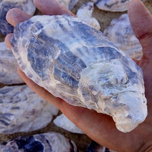May include: A collection of natural oyster shells featuring a textured, irregular surface with a colour palette of deep indigo, slate blue, and creamy white. Each shell displays unique organic ridges, layered mineral deposits, and a sturdy, calcified structure.