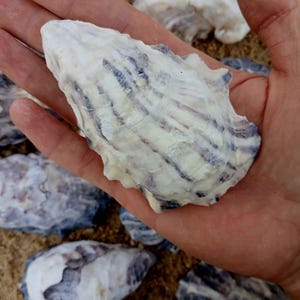 Råa ostronskal i lösvikt, billiga gör-det-själv-hantverksmaterial, rustik inredning, naturliga snäckskal, smyckestillverkning, kustdetaljer, strandpyssel, snäckskal