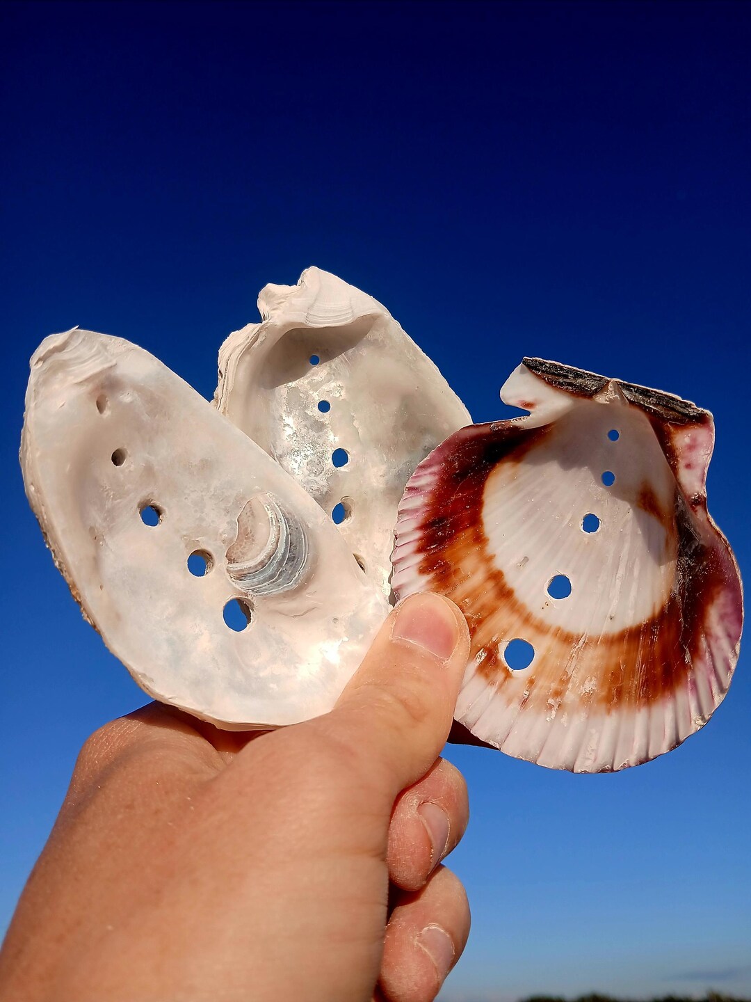 Drilled Oyster & Scallop Shells With Holes, Pre-drilled Craft Supplies ...