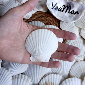 Kleine weiße Jakobsmuscheln 7–8 cm, Schmuckherstellung, DIY-Projekte, gereinigt, natürliche Muscheln