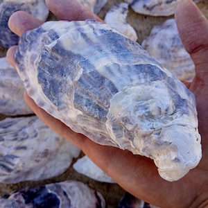 Puede incluir: Una gran concha de ostra texturizada con vetas azules y blancas se sostiene en una mano. Varias otras conchas están esparcidas sobre una superficie arenosa. Las conchas tienen una apariencia natural y orgánica.