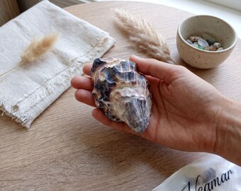 ジュエリー用の小さな牡蠣の殻 – 洗浄・研磨済み、クラフト用貝殻、ペンダント作り、小物入れ、レジンアート、沿岸風 | 沿岸クラフトプロジェクト