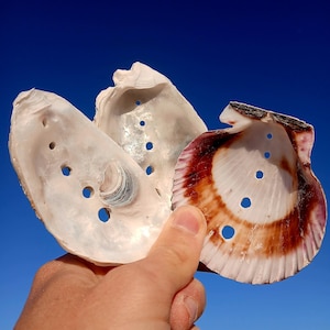 May include: Three natural seashells with circular holes drilled through their centers. Two shells are off-white with a pearlescent interior, while the third shell features a distinct reddish-brown gradient along its scalloped outer edge.