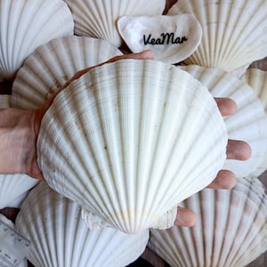 Peut inclure: Plusieurs coquillages blancs en forme de coquilles Saint-Jacques, dont un grand tenu dans une main. Les coquillages présentent une texture nervurée et une couleur blanc cassé naturelle. Le mot "VeaMan" est écrit sur une coquille.