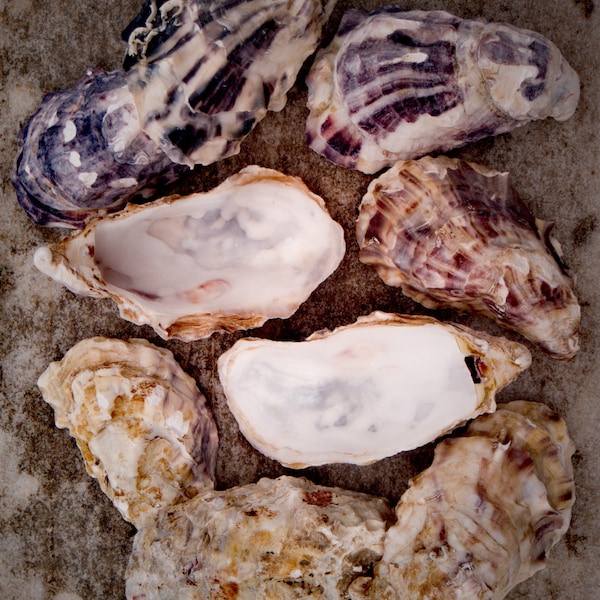 Cleaned large natural Oyster shells from Spain, Fully prepared for use, Arts, Crafts, Handicrafts