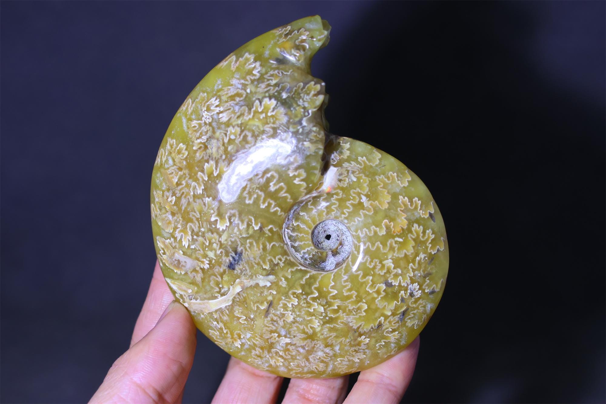 0.25kg Natural Ammonite Fossil Conch ,Specimen of Madagascar Healing Decor, Crystal Healing 198