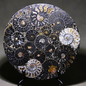 Puede incluir: Un fósil de amonita circular de color negro y dorado. El fósil está formado por numerosas conchas de amonitas individuales, cada una con un patrón en espiral.