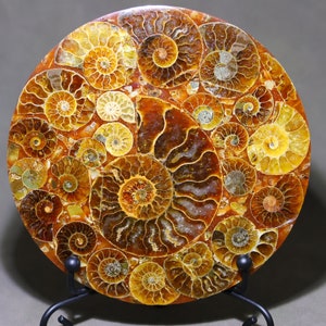 May include: A round, polished ammonite fossil with a variety of brown and yellow swirls. The fossil is displayed on a black metal stand.