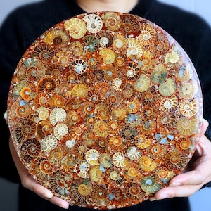 Può includere: Un piatto rotondo decorativo realizzato con ammoniti fossili. Il piatto è di colore rosso scuro con accenti dorati e marroni. Le ammoniti sono disposte in un motivo circolare, creando un design unico e accattivante.