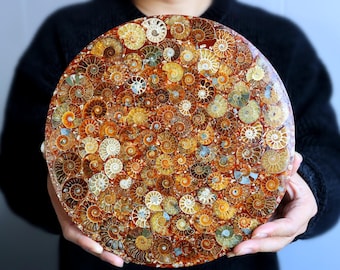 24CM Natural Ammonite Fossil Shell Plate Disk Conch Collection Home Decor +Free Stand