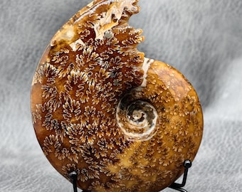 May include: A polished ammonite fossil with a detailed, swirling pattern in shades of brown and tan. The fossil is displayed on a black metal stand, showcasing its intricate, natural design. The fossil's spiral shape is clearly visible.