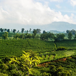 May include: A lush green landscape with rows of crops, likely coffee plants, stretching across a hillside. The scene is framed by a distant mountain range and a cloudy sky.