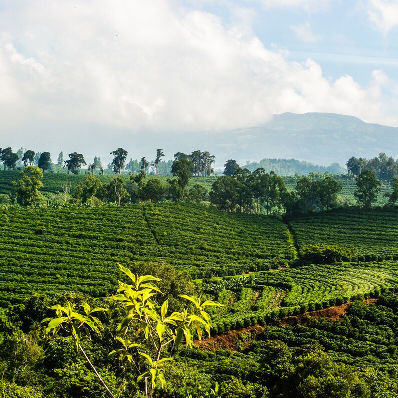 May include: A lush green landscape with rows of crops, likely coffee plants, stretching across a hillside. The scene is framed by a distant mountain range and a cloudy sky.