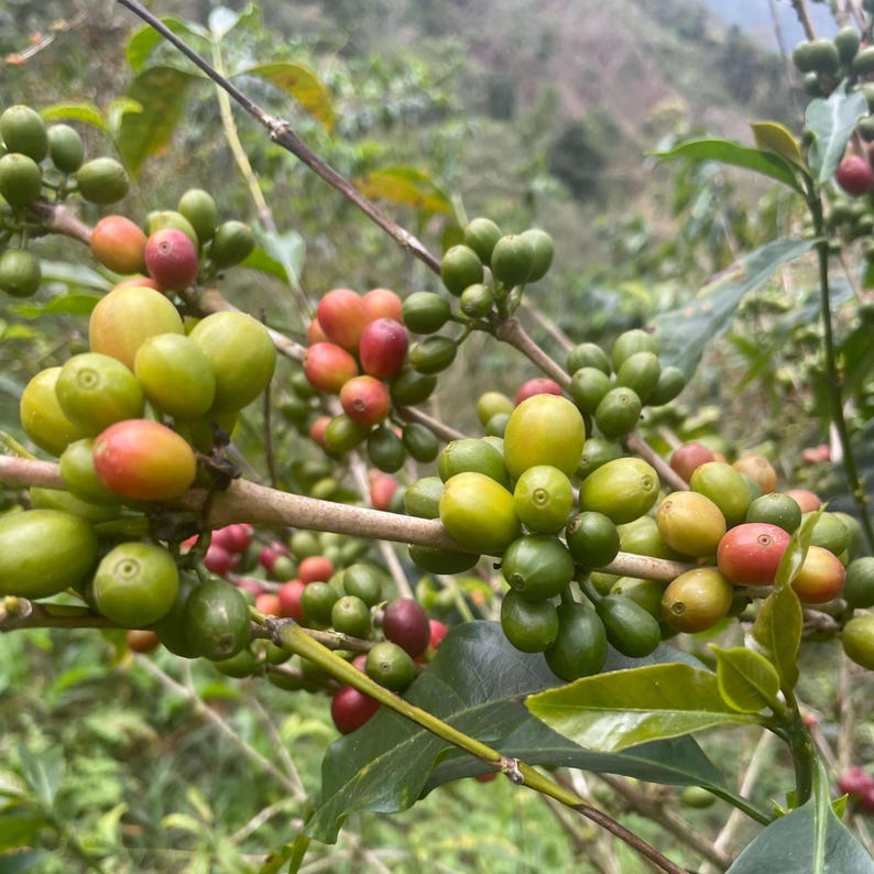May include: Close-up of a coffee plant branch with green and red coffee beans. The beans are clustered together on the branch, which is surrounded by green leaves.