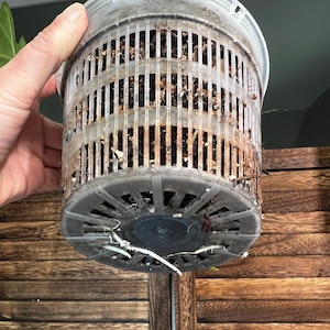 May include: A clear plastic plant pot with a cylindrical shape and vertical slits. The pot is filled with soil and has visible plant roots extending from the bottom. The pot is held by a hand, with a wooden slatted background.