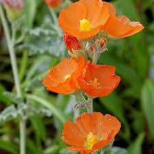 Munro's Globemallow (Sphaeralcia munroana) Seeds