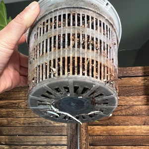 May include: A close-up of a gray plastic pot with drainage holes. The pot is filled with brown soil and has white roots growing out of the bottom.