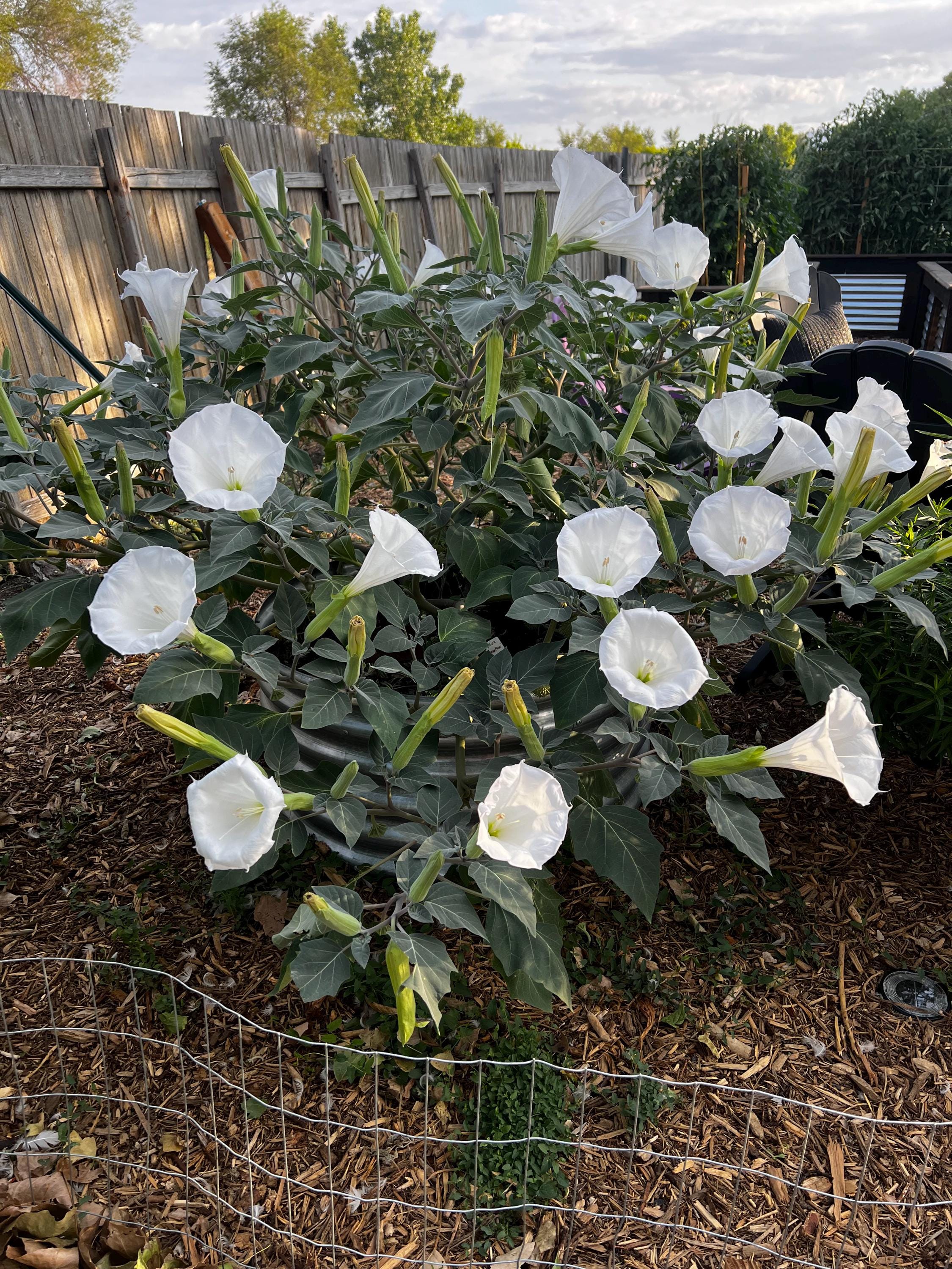 Datura Wrightii (Sacred Datura) Seeds 1gram (70-80 seeds)