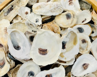 OYSTER SHELLS for Crafts, 2" and 3" Cups and Flat Cups/Flats, Cleaned and Scrubbed, Decoupage Shells, Bulk Oyster Shells