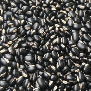 Mucuna pruriens/monkey tamarind/cowage/lacuna/Velvet bean/ Bean/ Powder