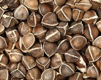 Moringa oleifera /Drum stick seeds
