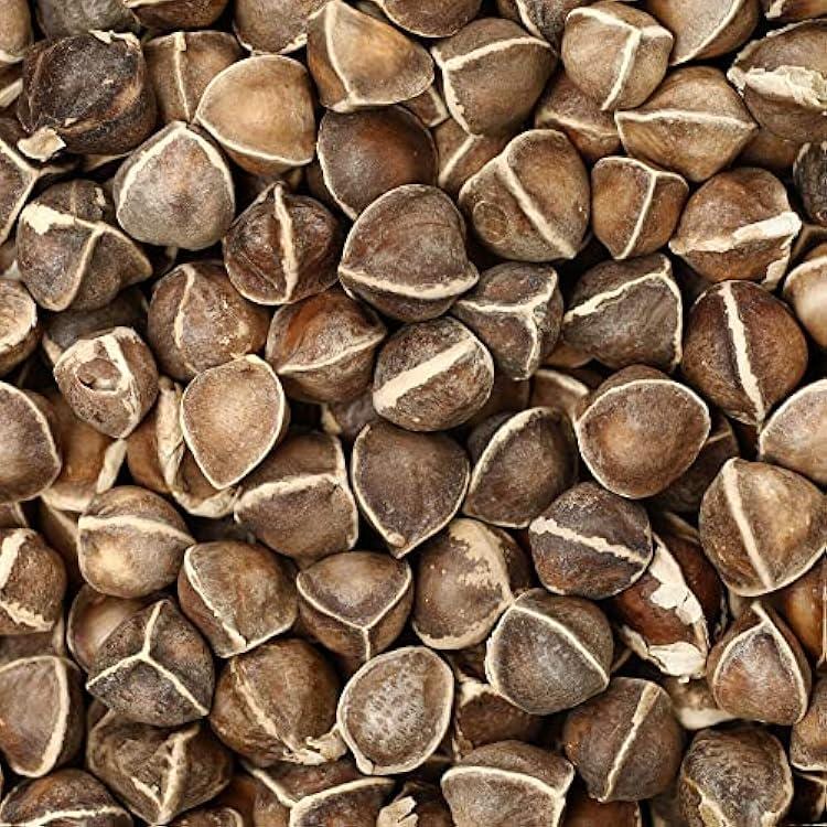 Semillas de Moringa oleifera/baqueta - 1000 g/1 kg