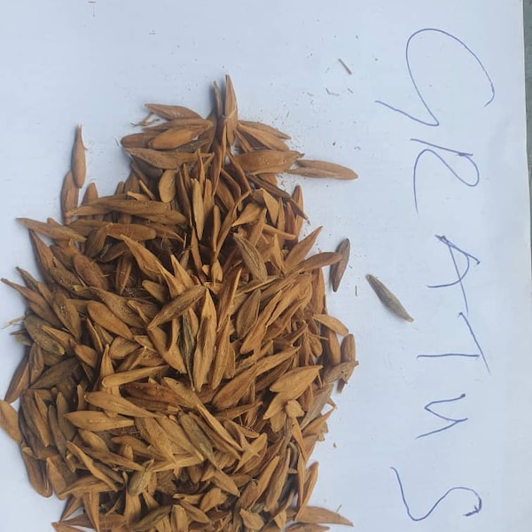 Strophanthus gratus-bird seeds -1000g/1kg