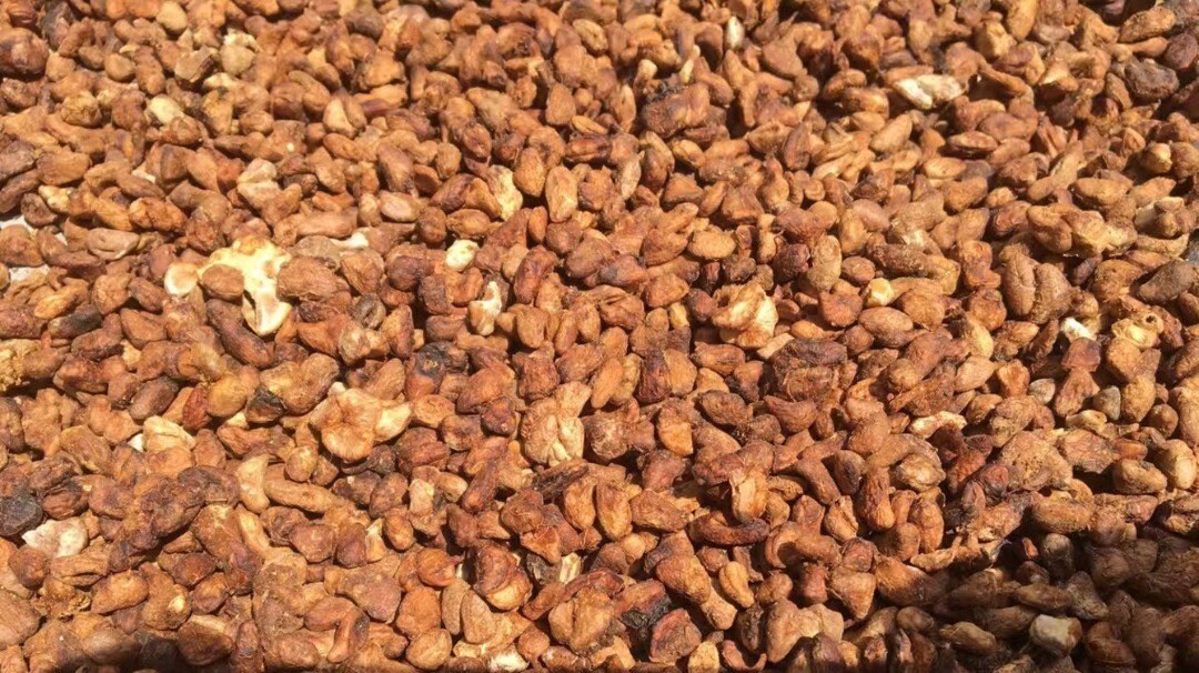 Voacanga Africana/small-fruit/voacanga D'afrique/ Seeds - Powder