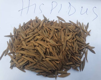 Strophanthus hispidus/Le Strophanthe hérissé/Strophanthus peludo/ semillas