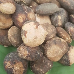 May include: A close-up of a pile of brown and tan seeds on a green leaf. The seeds are smooth and have a slightly rough texture.