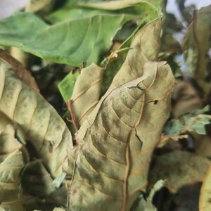 Voacanga africana leaves-dried - 1000g/1kg