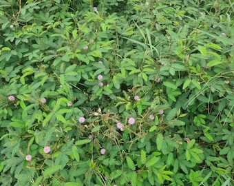 Albizia Tree Leguminosae Immagini E Fotografie Stock Ad Alta - Foto 4