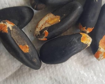 Può includere: Primo piano di sette semi di colore marrone scuro con segni arancioni. I semi sono disposti in un gruppo su una superficie bianca.