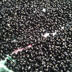 mucuna pruriens/velvet bean - 1000g/1kg