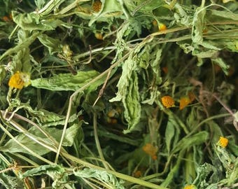 Erba dei bottoni del Sichuan: Acmella Oleracea, pianta per il mal di denti