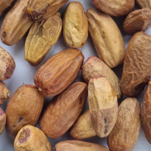 Phoenix dactylifera/Date plam/Finger plam/fruits  - 1000g/1kg