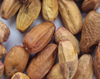 May include: A close-up of a pile of brown, dried fruit seeds. The seeds are oval-shaped and have a slightly wrinkled texture.