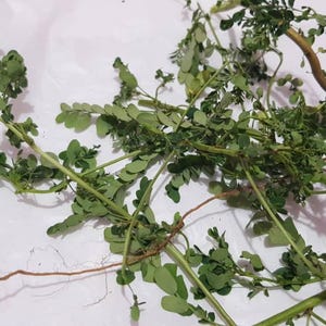 Phyllanthus niruri/Gale of the wind/stonebreaker/zaad onder het blad/kruid/poeder
