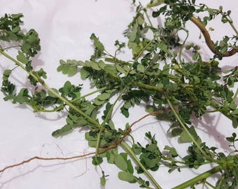 Phyllanthus niruri/Gale of the wind/stonebreaker/seed-under-leaf/Herb/Powder