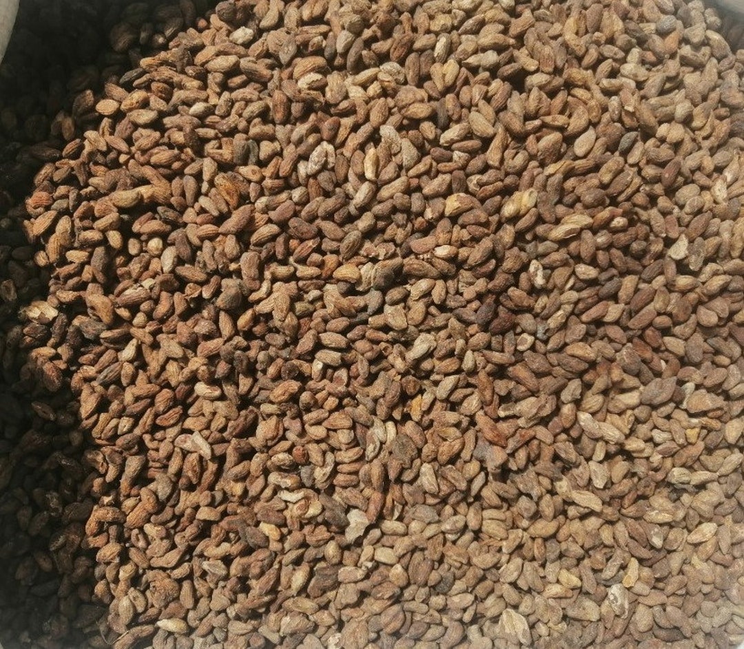 Voacanga Africana/small-fruit/voacanga D'afrique/ Seeds Voacanga Africana/small-fruit/voacanga D'afrique/ Seeds