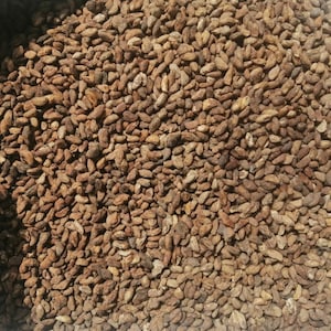 Voacanga africana seeds - 1000g/1kg