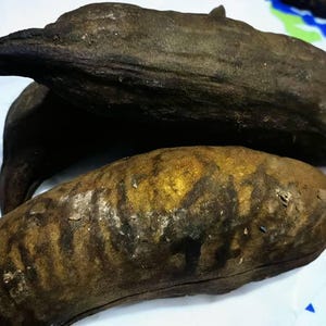 plant giant sunflower seeds Mongolian Giant Sunflower Seeds for Planting – Heirloom, Non-GMO, Fast –  Pure Asia Seeds main image 0