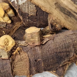 Fagara zanthoxyloides/Cinza espinhosa/Dor de dente/Casca/Pó