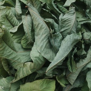 Common Guava/Guajava/Goyave/Guavas leaves - 1000g/1kg